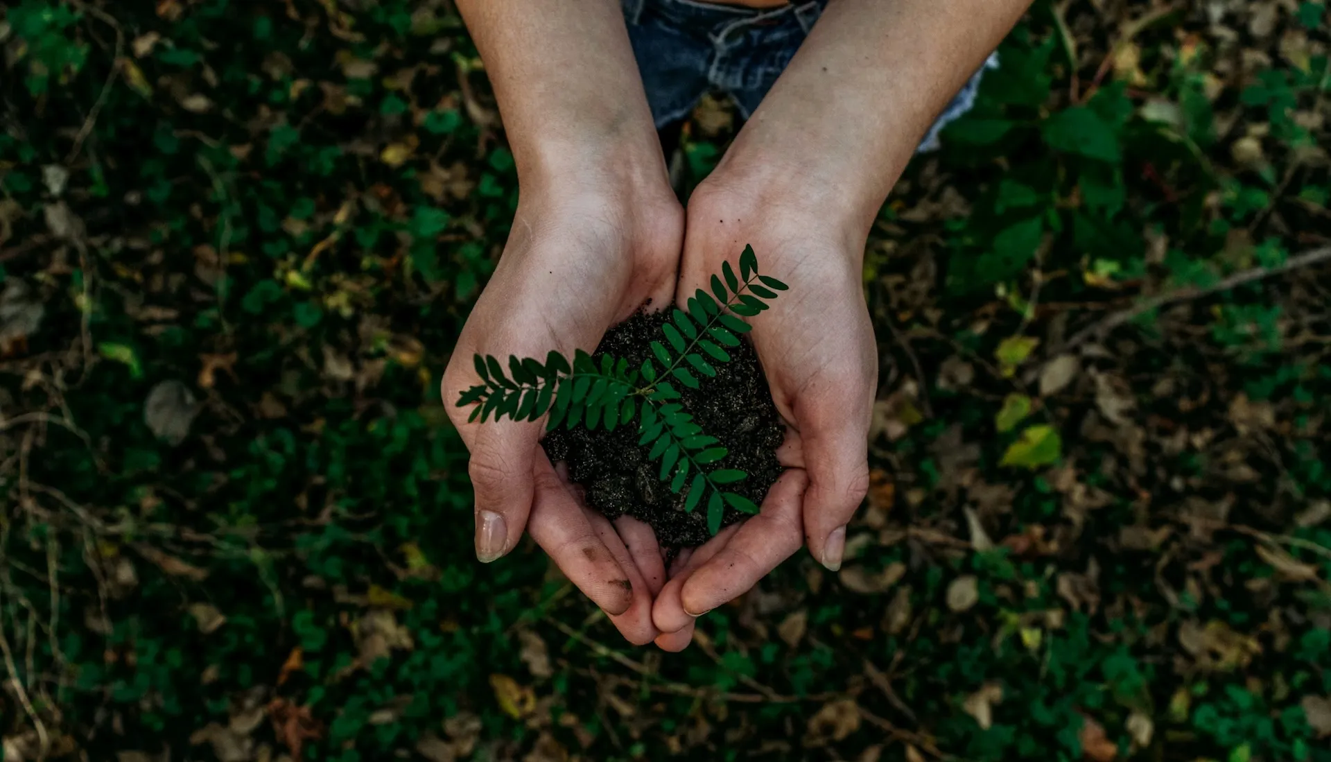 Mano che tiene una foglia verde